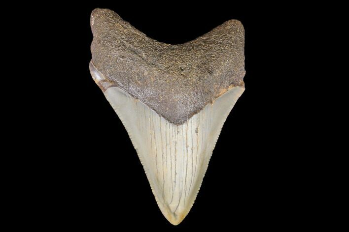 Juvenile Megalodon Tooth - North Carolina #147360
